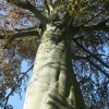 Arbre
